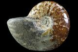 Bargain Polished, Agatized Ammonite - Madagascar #75959-1